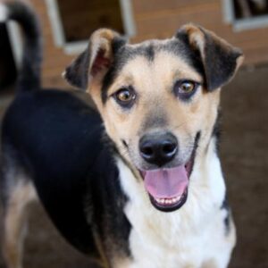 MINA - vermisst 11/2021