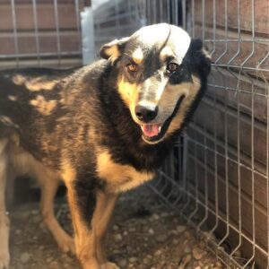 MINKSI - vermisst 08/21