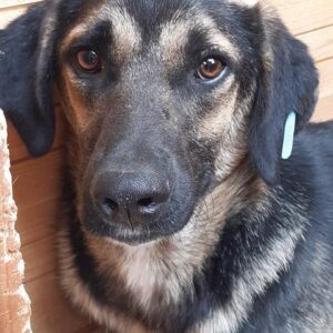 MISCHKA - reserviert NadineH vermittelt