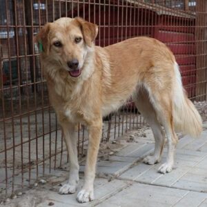 MISIU - auf Pflegestelle in PLZ 5 - vermittelt