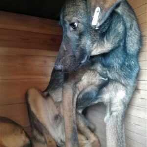 MOHAIR - reserviert NadineH vermittelt