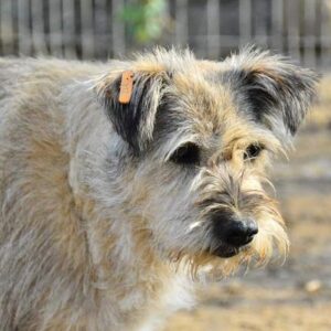 MONALISA - vermisst 08/21