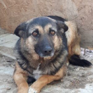 MONI - reserviert TST Rösrath - vermittelt