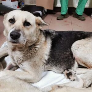 MONIKA - reserviert TH Tuttlingen - vermittelt