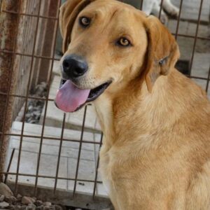 MORREY - reserviert NadineH - vermittelt