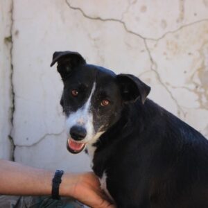 MORULA - reist auf PS in PLZ 3 - vermittelt