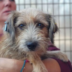 MATTHES - ausgereist zum TST Rösrath