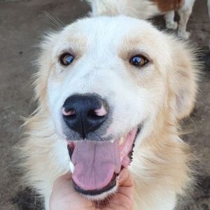 MATTZE - ausgereist zum TST Rösrath