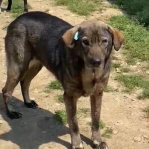 MERLA - seit mindestens 2020 im Shelter - vermittelt Betty