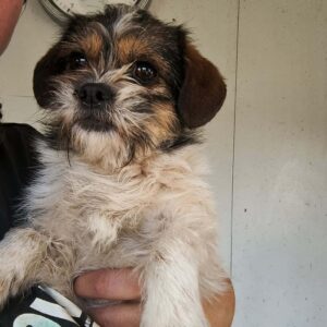 TINKERBELL (♀) - ausgereist zur Tierhilfe Lebenswert DR 20.12.2024