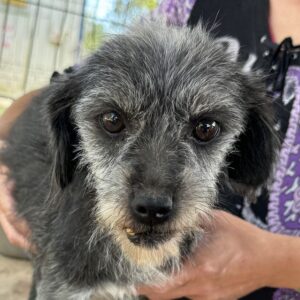 MIMMI (♀) -ausgereist zum TST Rösrath