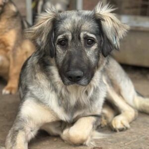 NAVAJA (♀) reserviert NadineH