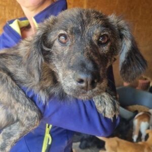 ELLY (♀) - ausgereist zum TST Rösrath