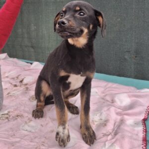 SUKLA (♀) - auf PS im PLZ Bereich 18 *ausgereist* - vermittelt