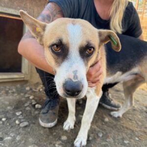 NAVINA (♀) - sehr müde und resigniert - sollte zeitnah ausreisen