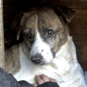 JAKIRA (♀) - seit mind. 2017 im Shelter! - reserviert Verein Angsthund (AL 29.03.)