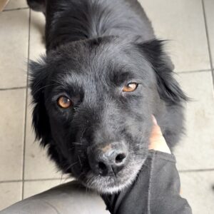 DEIRDRE (♀) - reserviert Tierhilfe Lebenswert DR - vermittelt