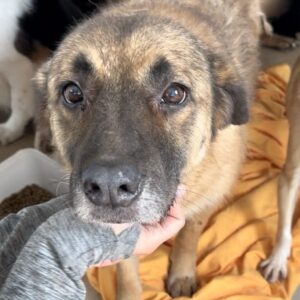 JOSIE (♀) - verbleibt in Campina