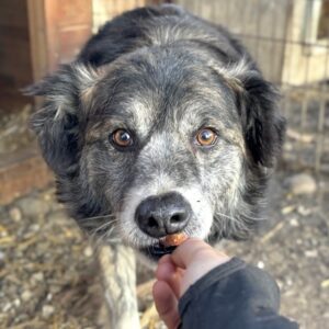 AVALON (♂) - seit mind. 2018 im Shelter - reserviert Tierhilfe Lebenswert - vermittelt