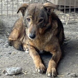 SEITANA (♀) - vermittelt NH