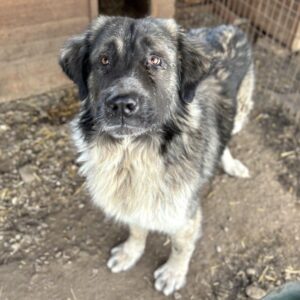 OZZY (♂) (Campina) - tränende Augen