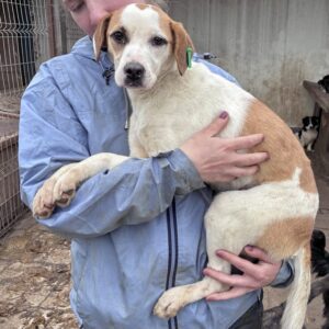 TETI (♀) - sehr verzweifelt, sollte dringend reisen- reserviert TINO (24/05)