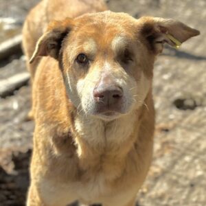 INDUS (♂) - einäugiger Senior - seit mind. 2019 im Shelter - vermittelt Manuela