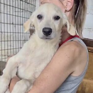 SUNRISE (♀) - reserviert Tierhilfe Lebenswert DR – vermittelt 11.10.24