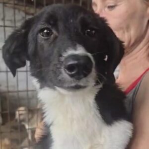 CHANELLE (♀) - zu dünn, beginnende Hautprobleme - ausgereist zur Tierhilfe Lebenswert DR 22.11.24