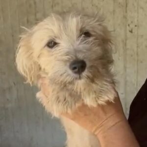 STITCH (♂) - ausgereist zur SHR e.V.