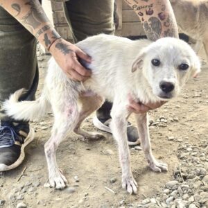 RICI (♂) - zu dünn, starke Hautprobleme - reserviert Tierhilfe Lebenswert DR - vermittelt