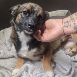 LISSIE (♀) - reserviert Tierhilfe Lebenswert DR - vermittelt 27.09.24