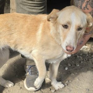 AMICELLI (♀) - reserviert Tierhilfe Lebenswert DR - vermittelt 27.09.24