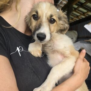 CALANI (♀) - ausgereist zum TH Tuttlingen