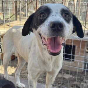 QUINCY (♂) - entzündete Augen