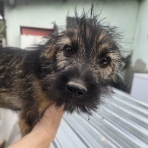 NICO (♂) - auf PS im PLZ Bereich 33 - vermittelt