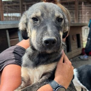 INA (♀) - auf PS im PLZ Bereich 66 (JW) - vermittelt