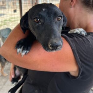 LYDIA (♀)- auf PS im PLZ Bereich 15 (NU) *ausgereist*