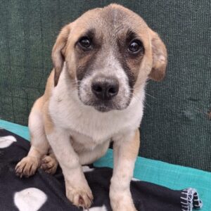 WICKI (♂) - ausgereist zu Vierbeiner in Not