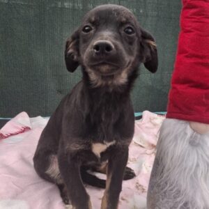 JUILIE (♀) - auf PS im PLZ Bereich 18 - vermittelt