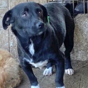 NEGRUTA (♀) - auf PS im PLZ Bereich 18 - vermittelt