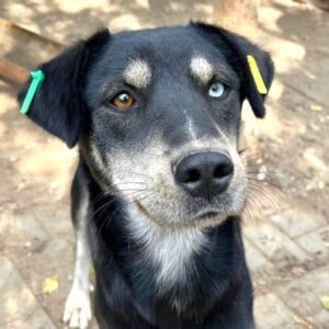 KIAN (♂) - auf PS im PLZ Bereich 08 (MK)