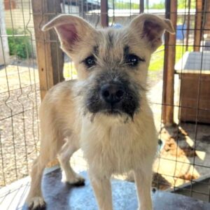 NETTI (♀) - wird bereits unsicher