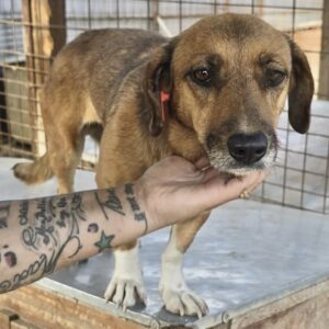 MANOLA (♀) - reserviert Tierhilfe Lebenswert DR - vermittelt 27.09.24