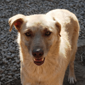 NALAH - vermisst 08/21