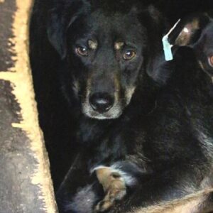 NETTI - vermisst 05/2022