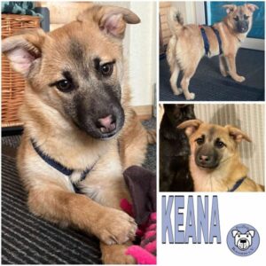 KEANA (♀) in 37697 Lauenförde - vermittelt