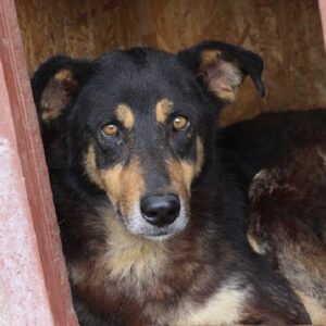 NICCO - reserviert Lorraine - vermittelt