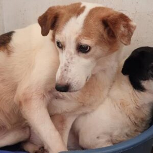 NIMA - reserviert Eifelhof Frankenau - vermittelt