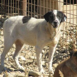 NORAH - vermisst 04/2021